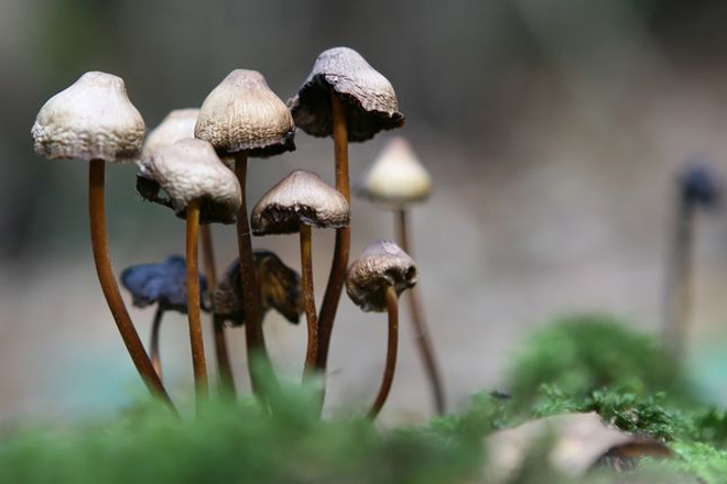 Magic mushrooms could help treat depression