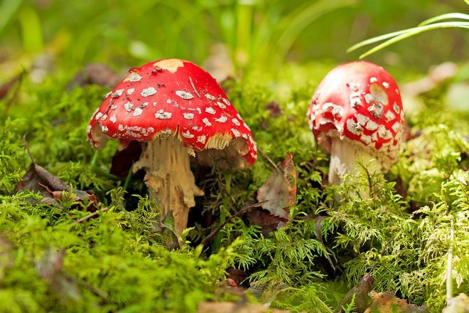 Campaign to legalise magic mushrooms gains momentum in California