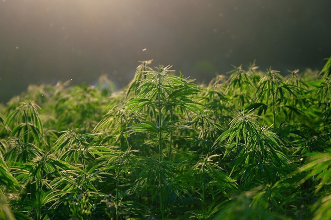 ​Truck driver caught with $3 million worth of weed: “I was tricked"