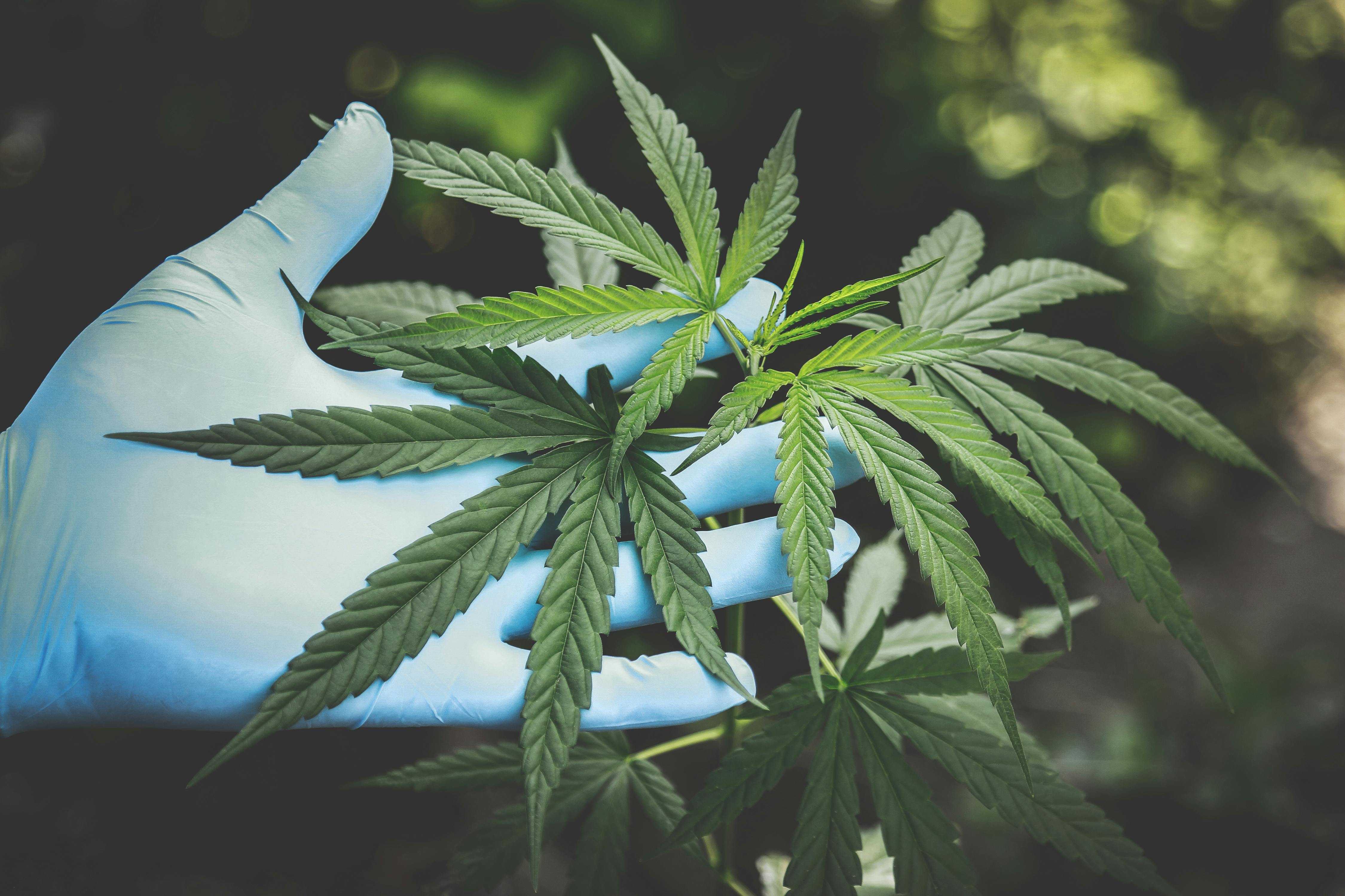 German parliament legalises cannabis for personal use