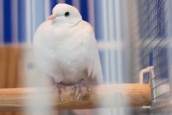 Prince's beloved white dove Divinity has died