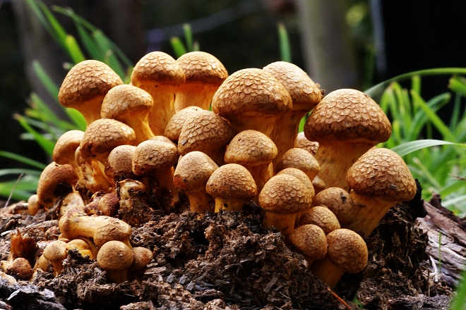 Psilocybin and MDMA approved for medicinal use in Canada
