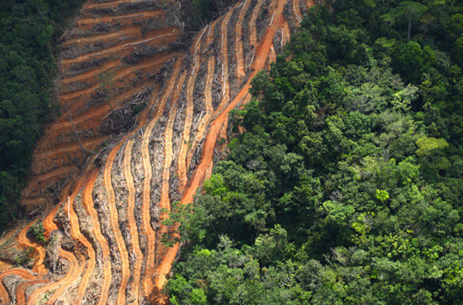 Hï Ibiza partners with Dance For 1 Meter for rainforest conservation