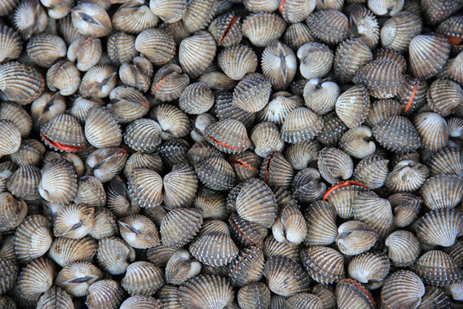 Scientists discover that scallops love "disco" lights