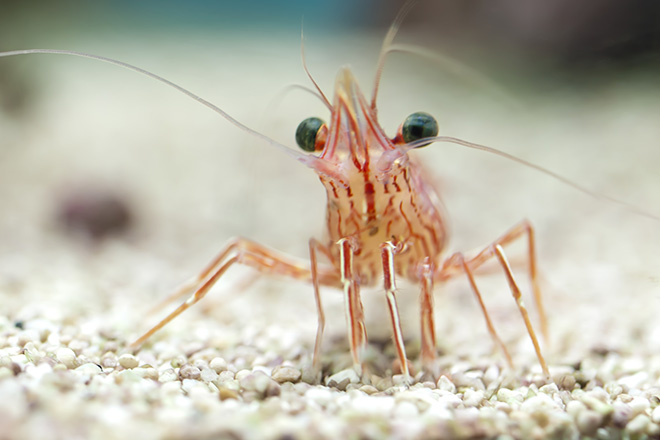 Every single shrimp in England’s waterways contains cocaine, researchers say