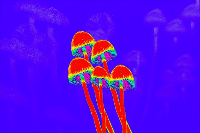 Magic mushrooms grow in man's blood after injection of shroom tea