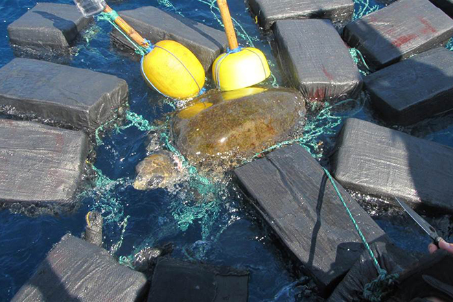 A sea turtle was found entangled in $53 million worth of cocaine