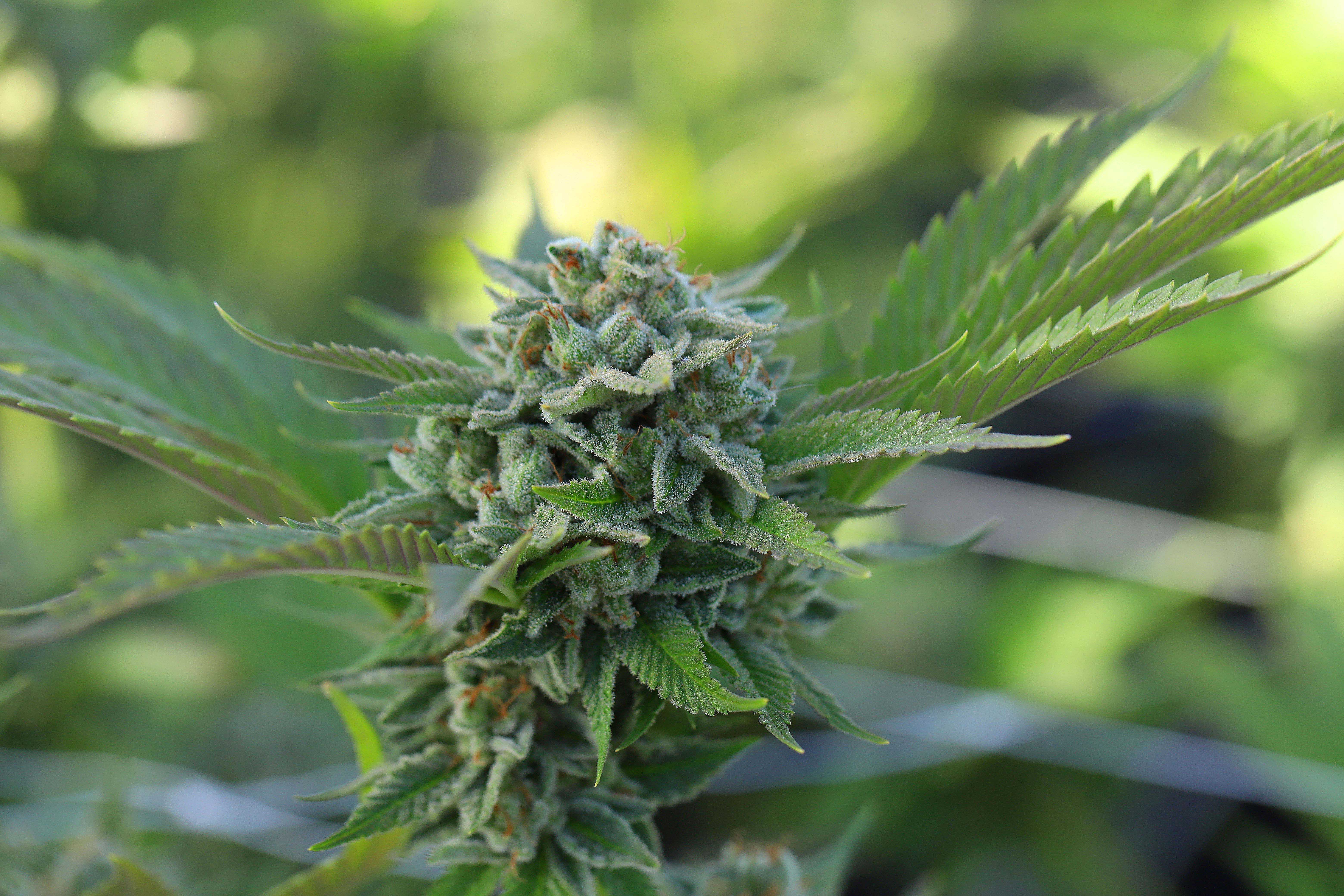 Germany may legalise cannabis under new coalition government
