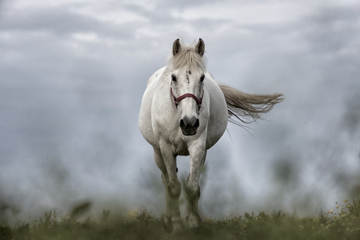 ​The nightclub that let a horse inside has had its license revoked