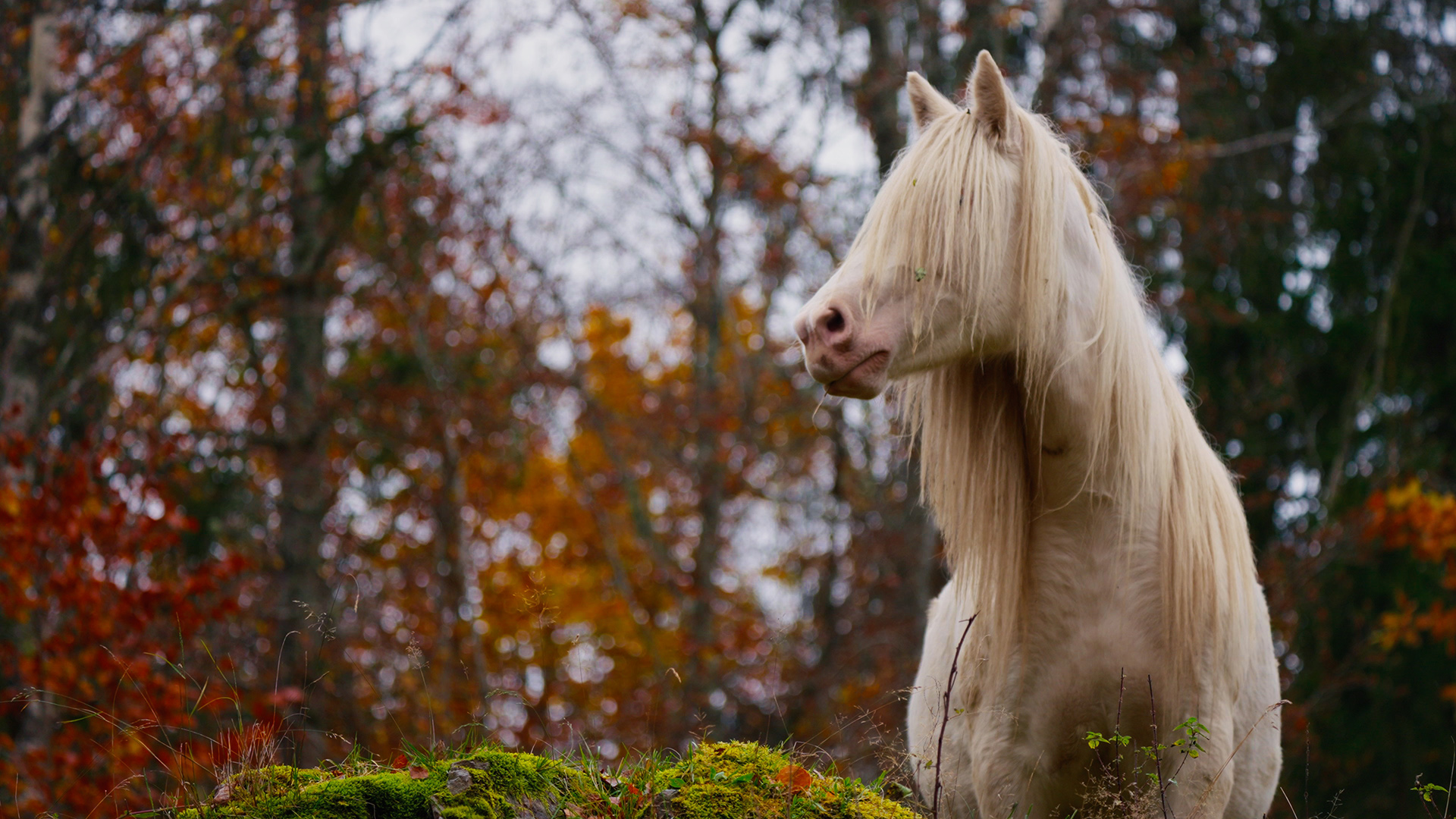 Foto. en hvit hest ute i naturen på høsten med trær i bakgrunnen