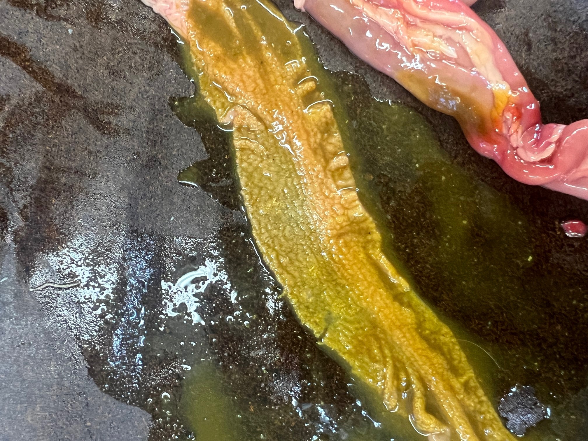 Nekrotiserende enteritt i tarm hos slaktekylling