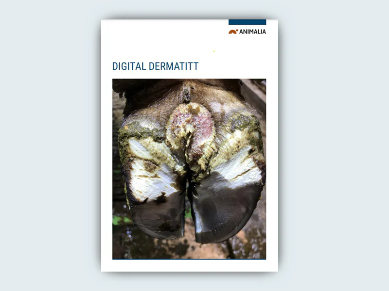 Bilde av storfe med digital dermatitt,