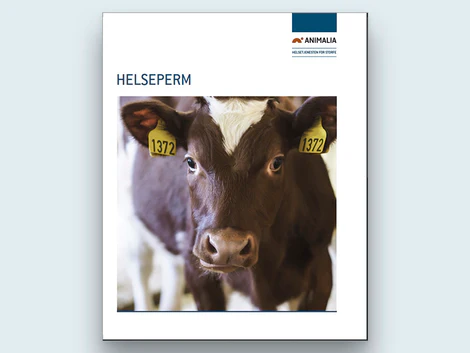 Perm til helsekort med bilde av en ku