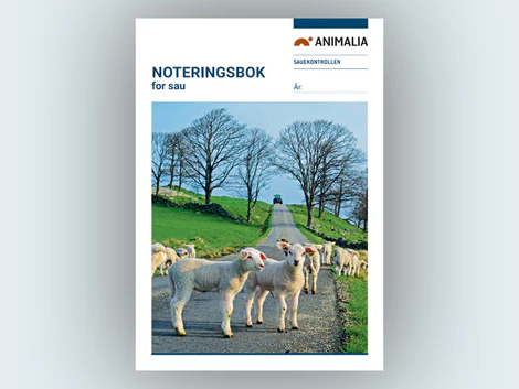 bilde av sauer på en vei