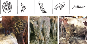 Tre bilder som illustrerer kategori 3 på reinhetsskalaen.