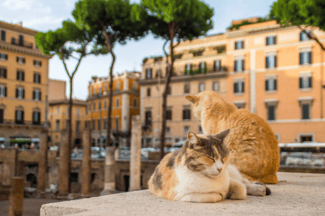 Cats of Rome Running Tour Shows Off Ancient Ruins and Unbothered Felines