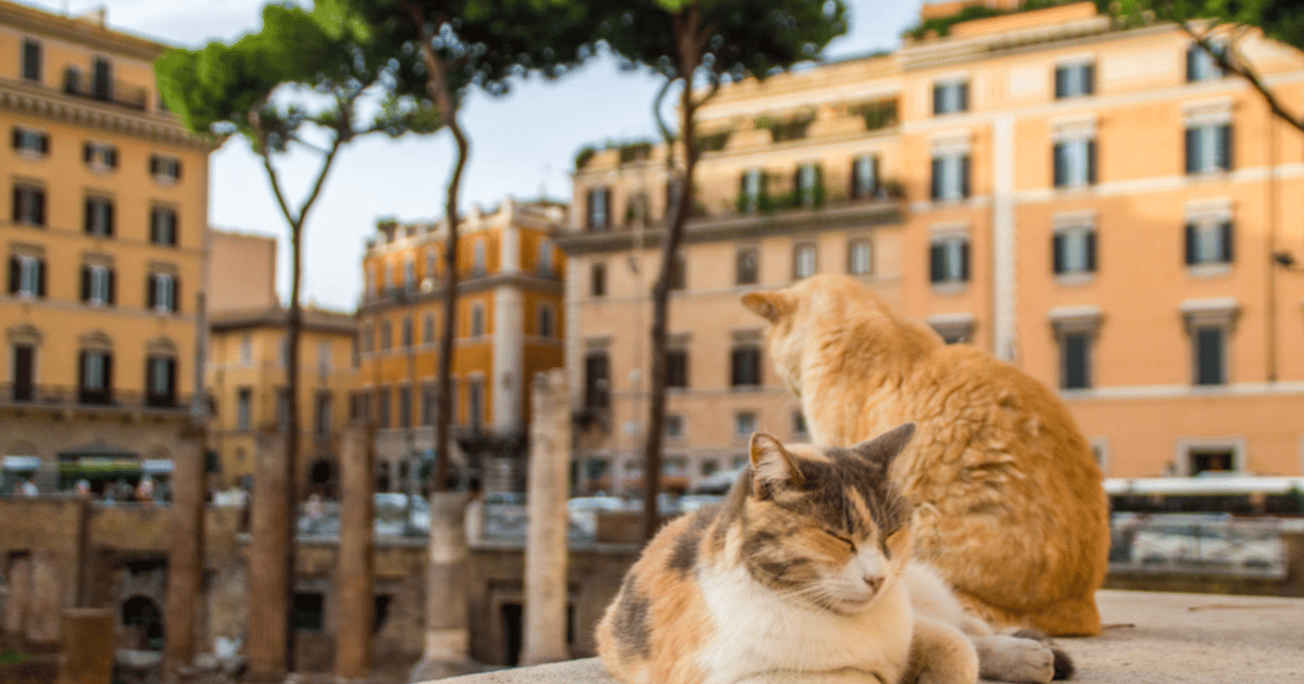 Cats of Rome Running Tour Shows Off Ancient Ruins and… Cats of Rome Running Tour Shows Off Ancient Ruins and…