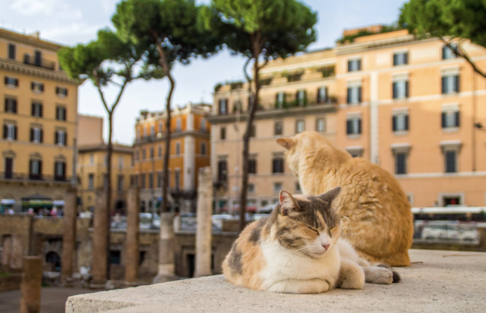 Area Sacra Cats