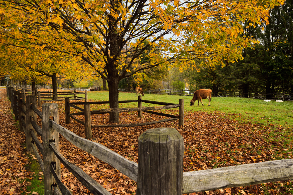 Billings Farm, Vermont