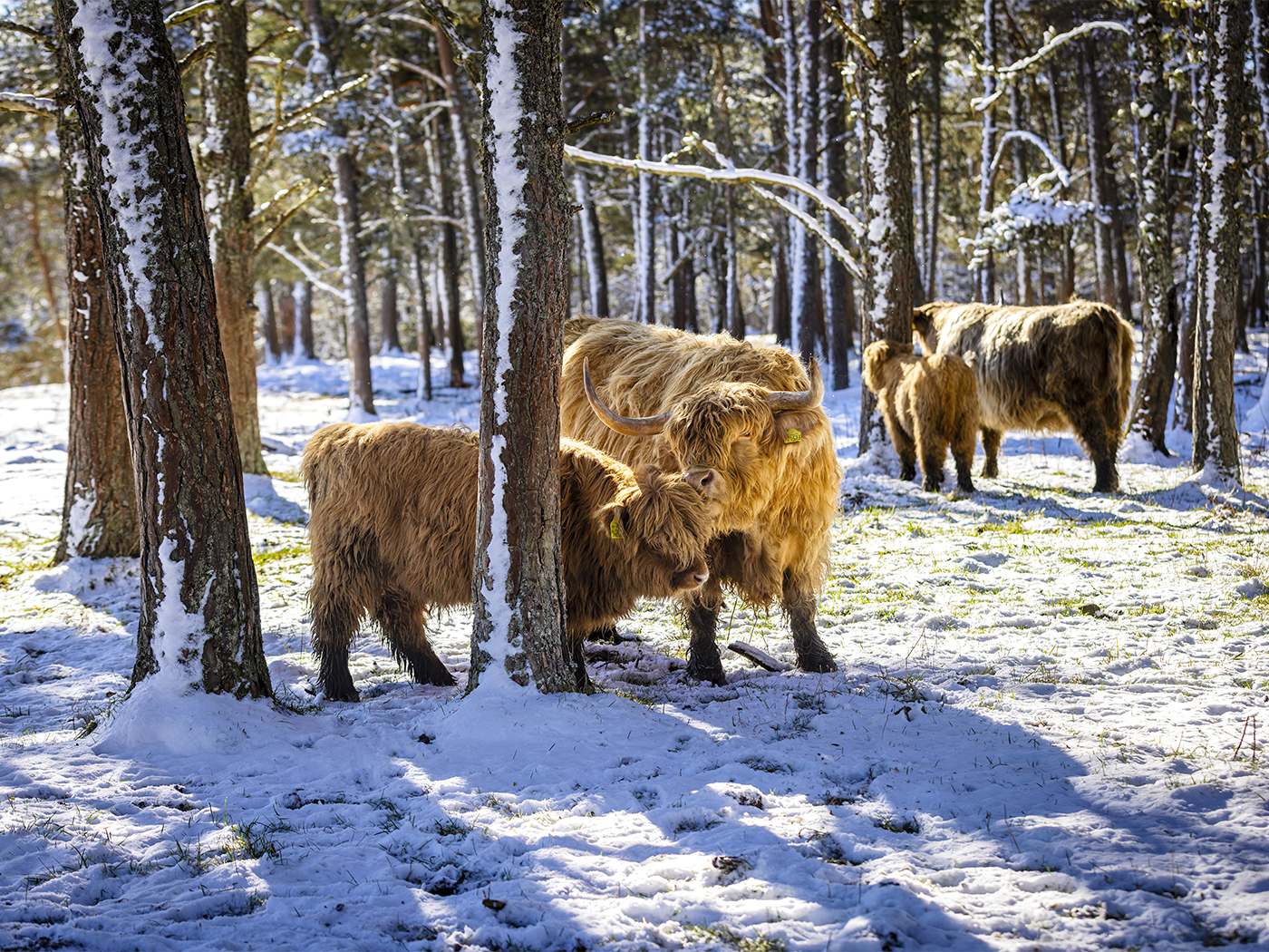 Cairngorms, Scotland