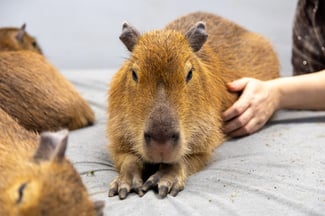 This New Capybara Cafe Lets You Hang Out with the Internet's Beloved Kings of Chill