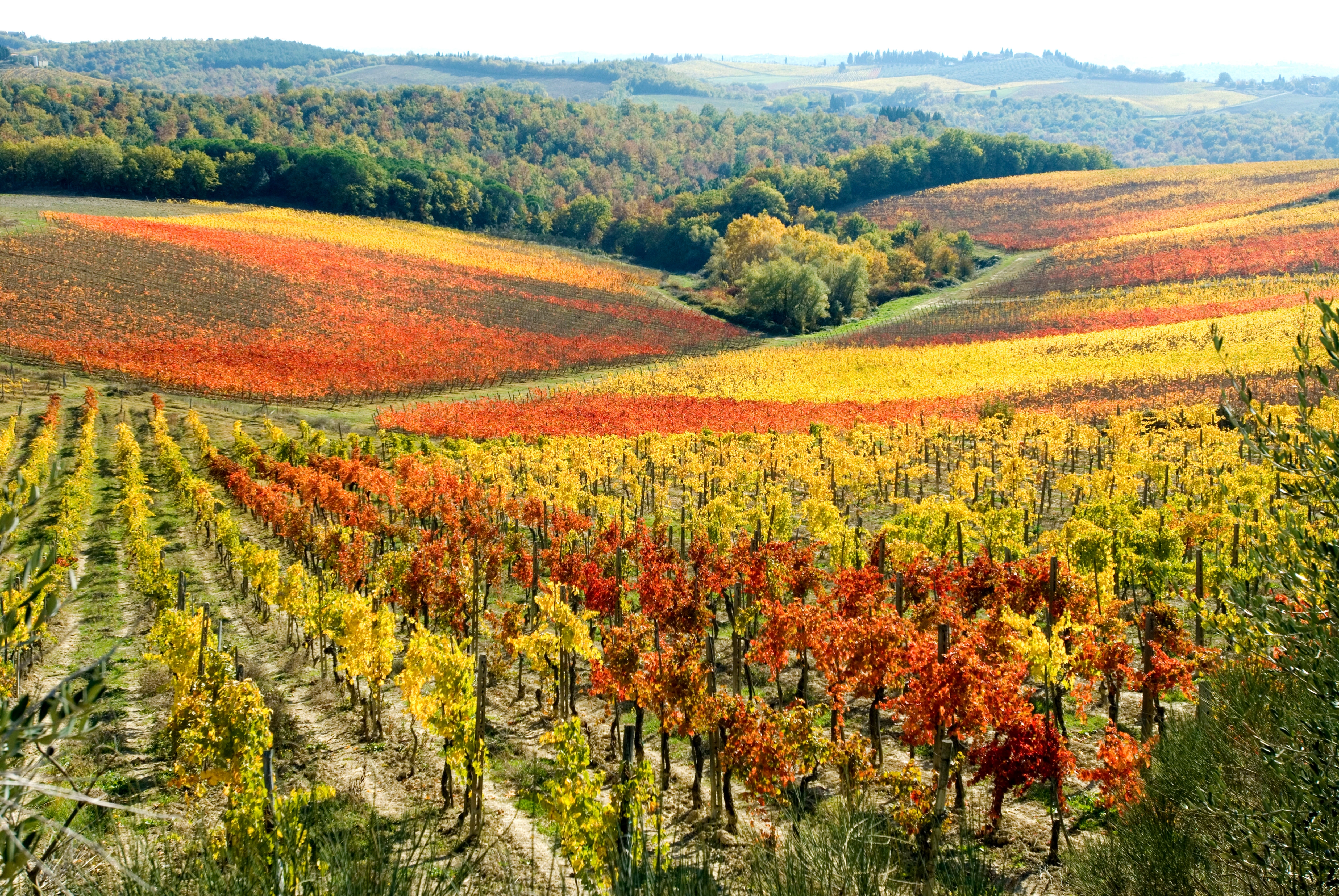 Autumn vineyards in Chianti, Italy