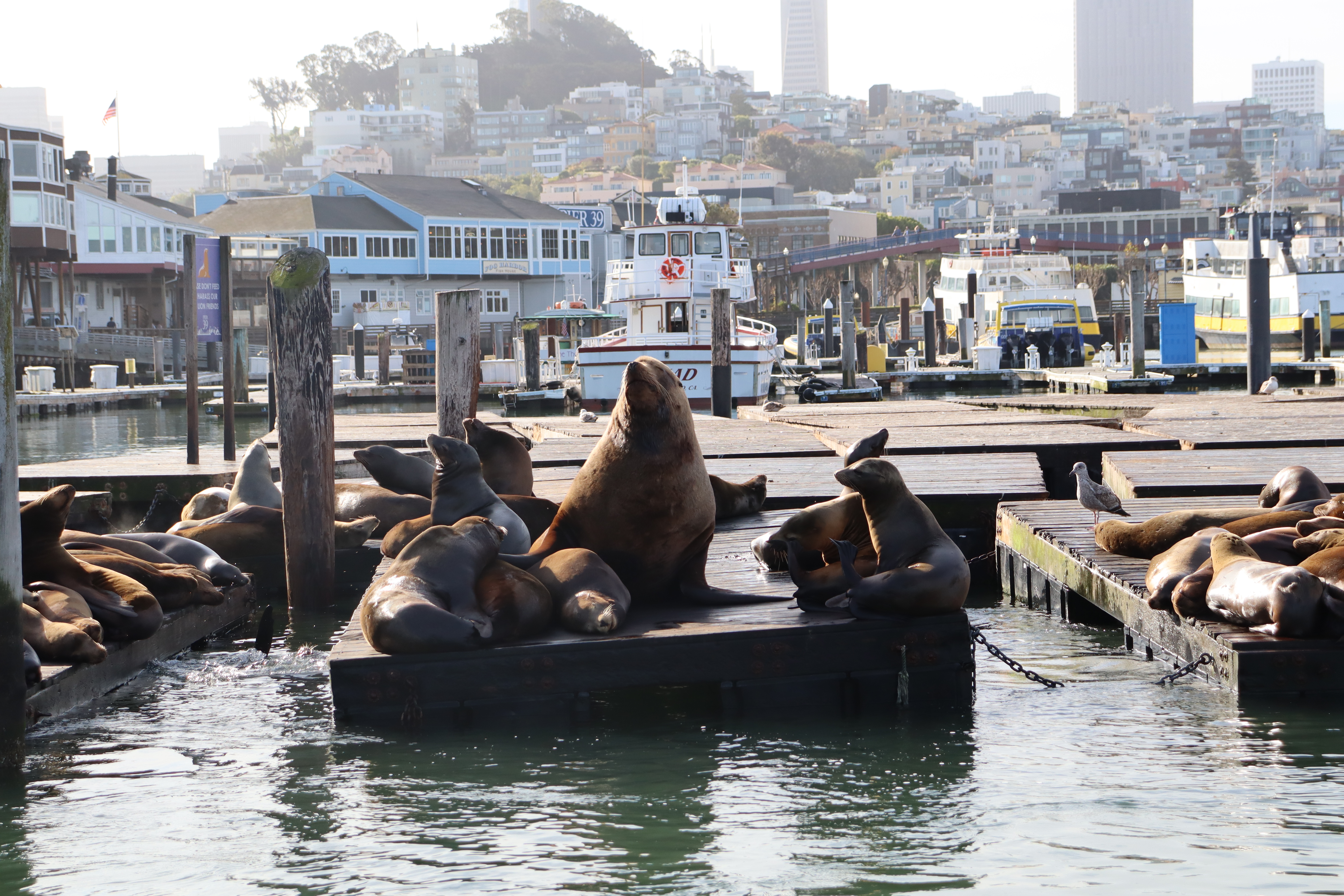 Chonkers the sea lion at Pier 39 in San Francisco