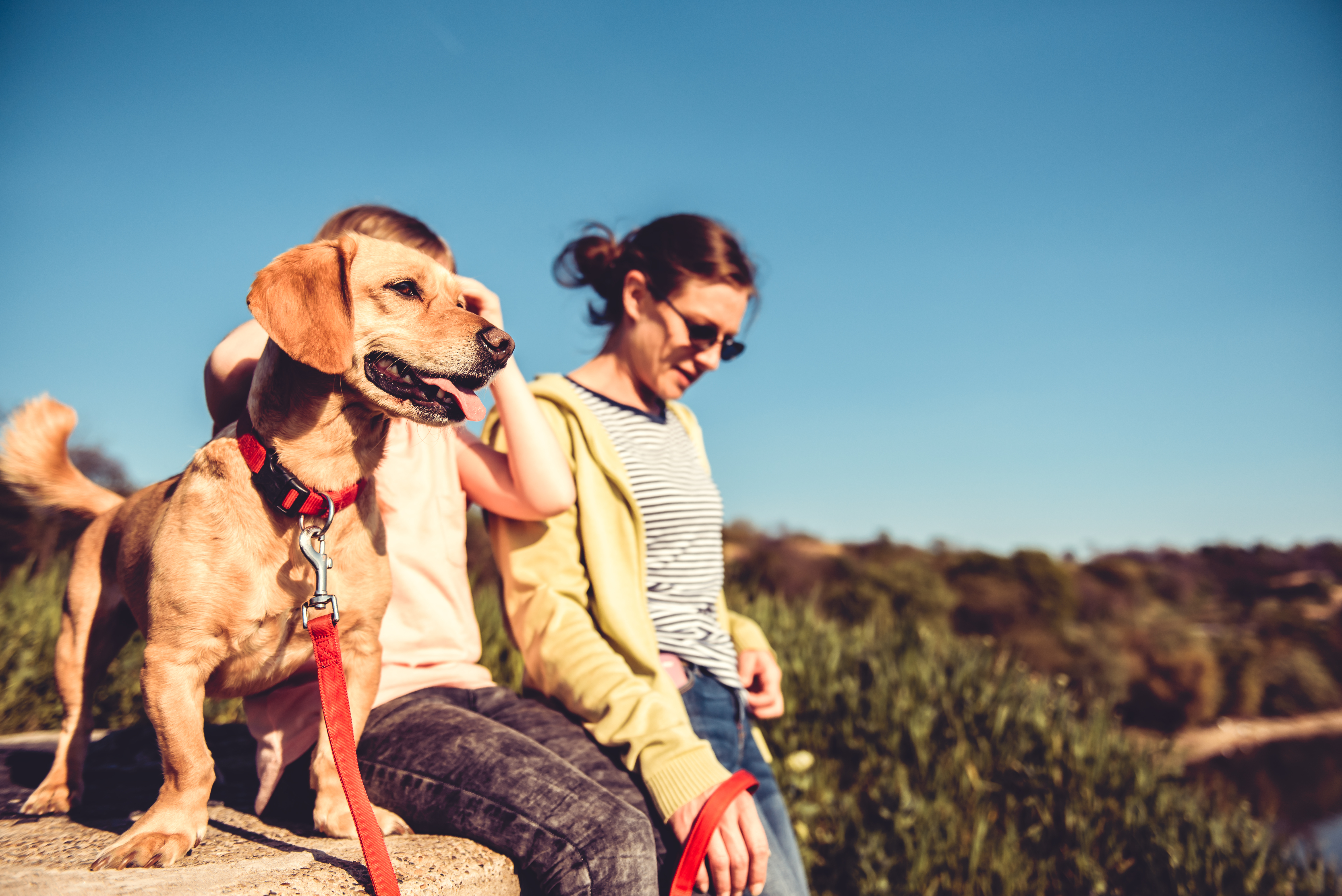 Hiking with a dog