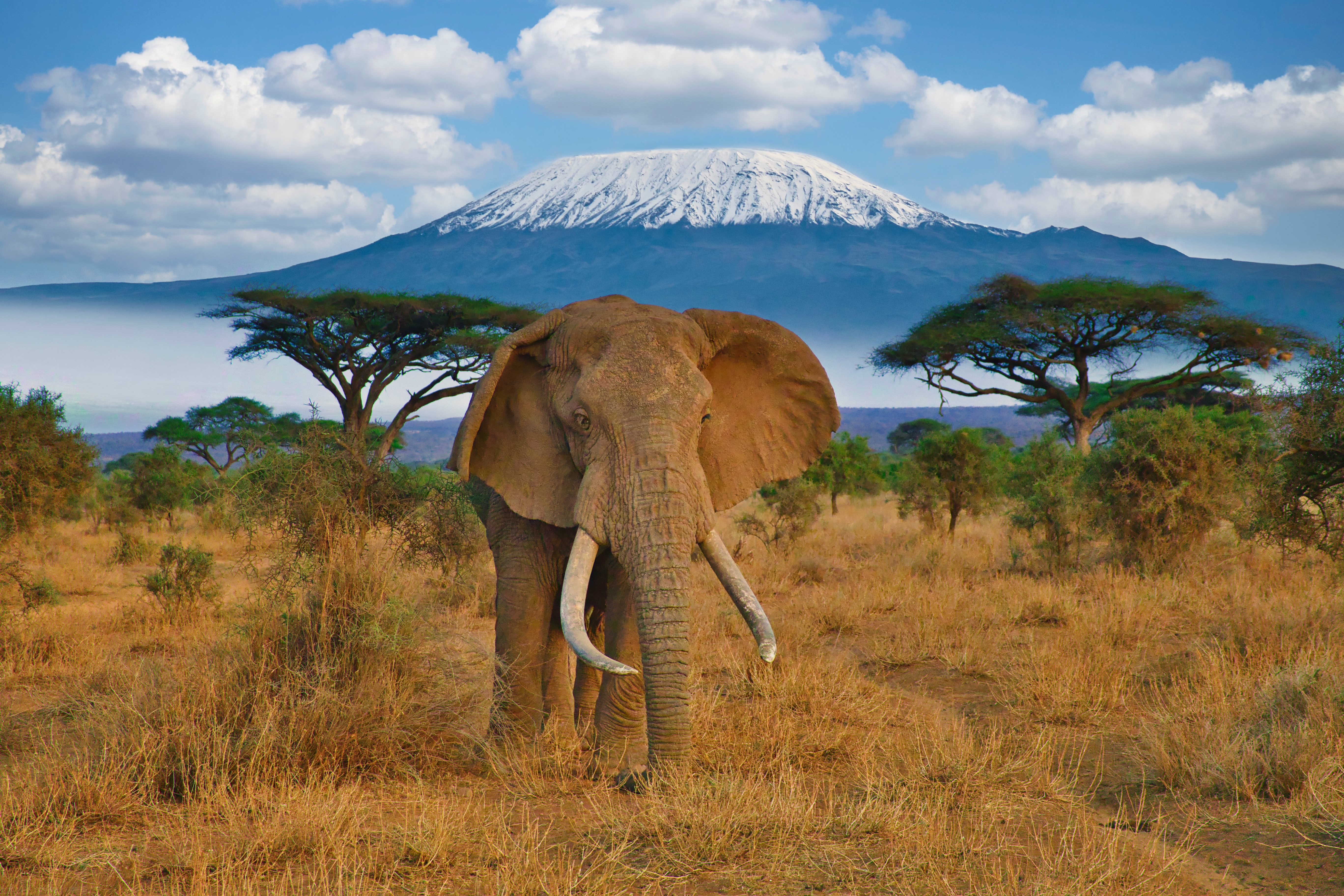 Elephant in Kenya's Amboseli National Park, with view of Mount Kilimanjaro in background