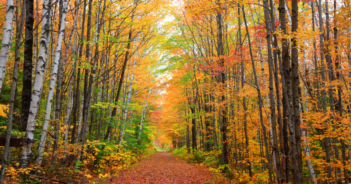 2026 Fall Foliage Forecast for New England and Beyond