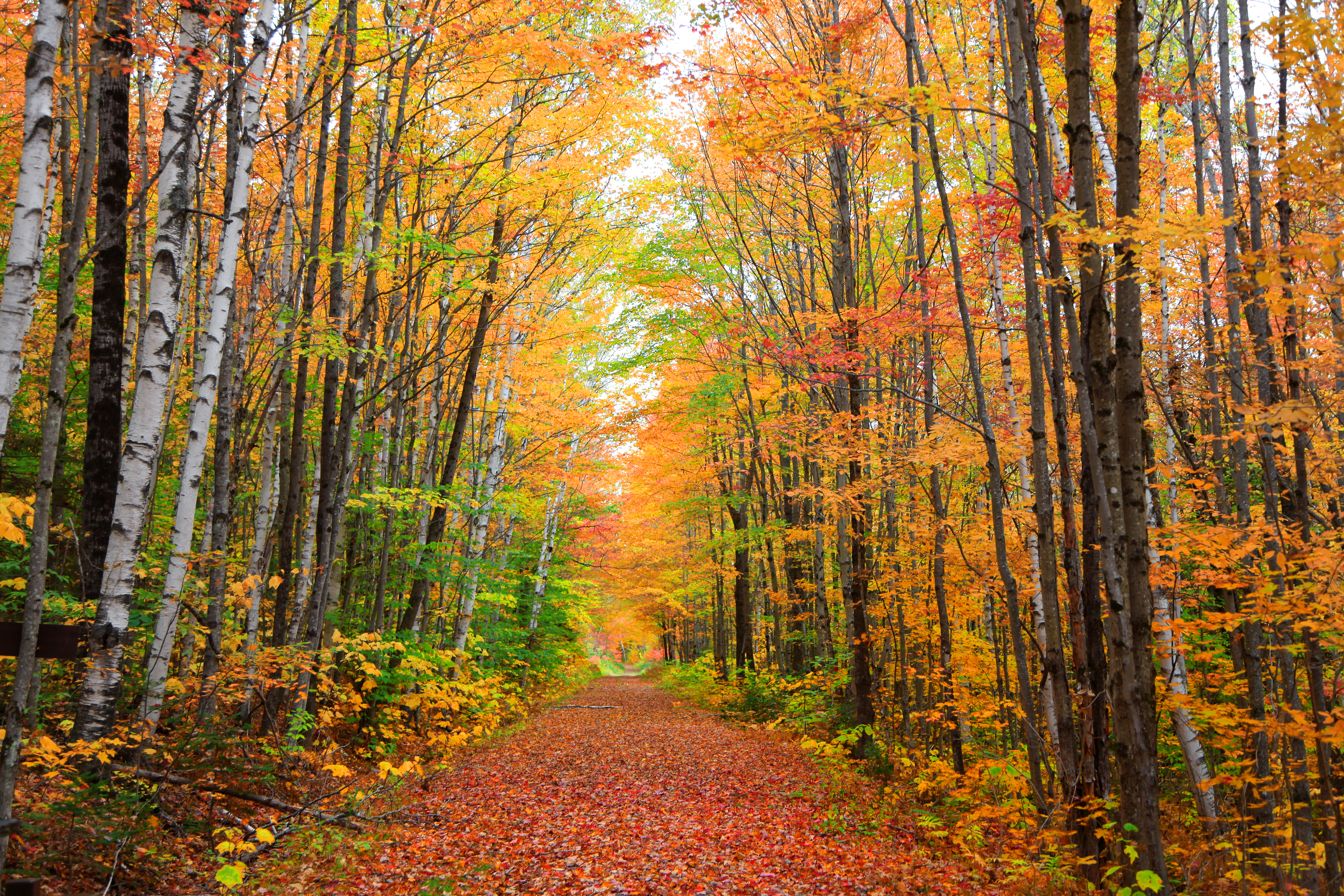 2026 Fall Foliage Forecast for New England and Beyond
