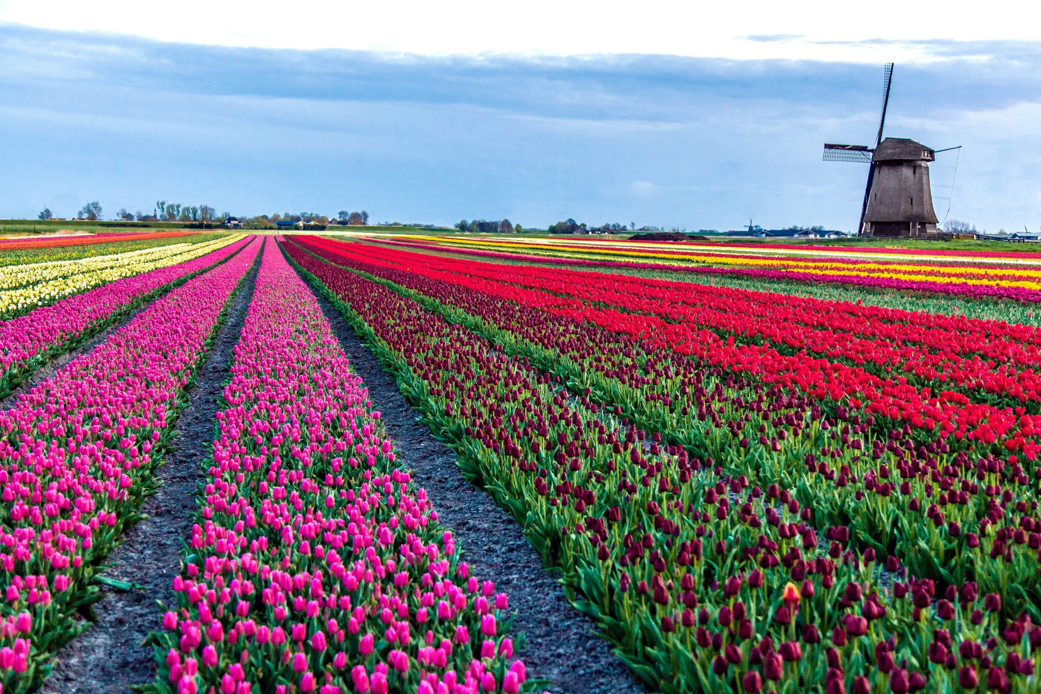 Tulip field in the Netherlands