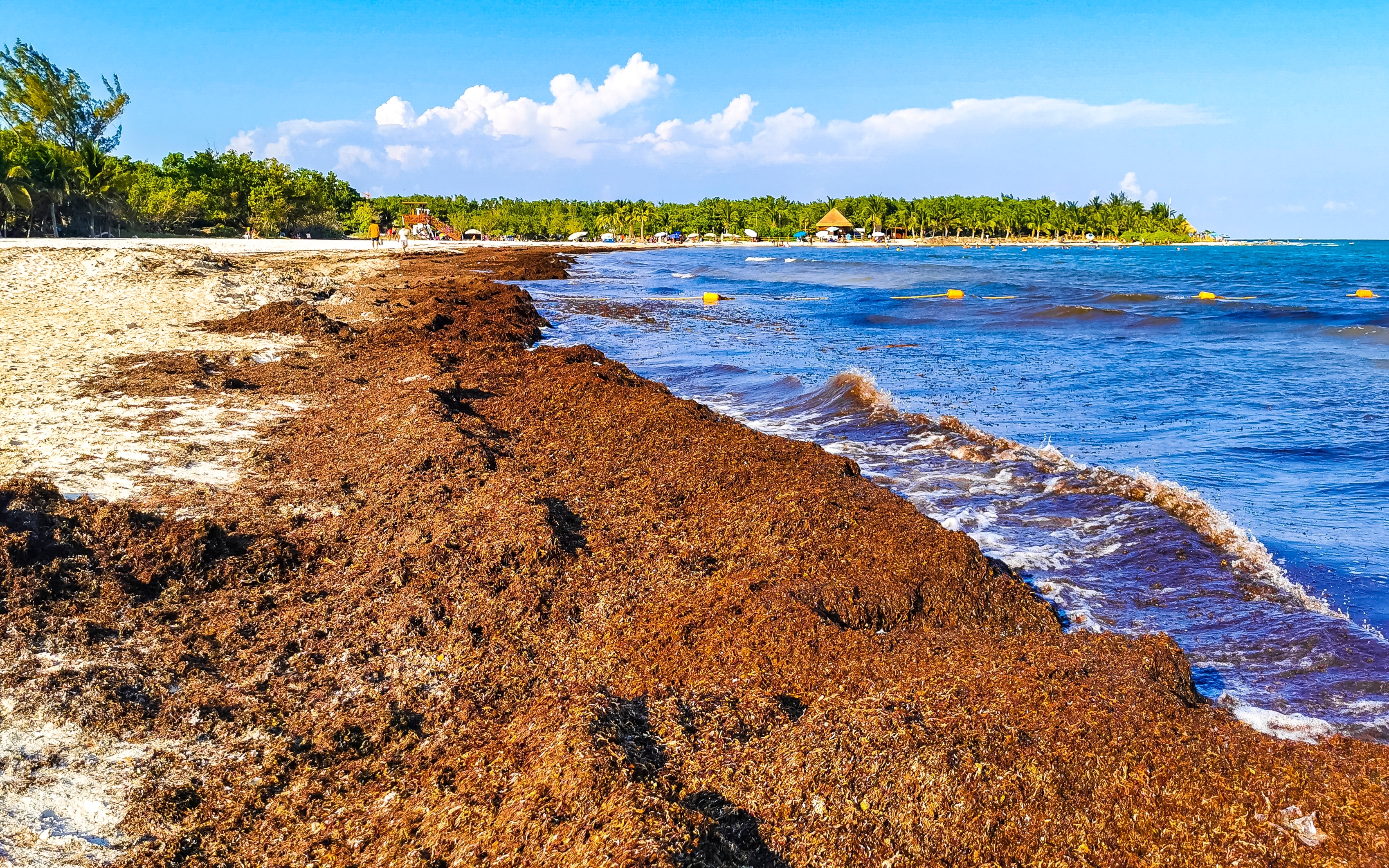 Sargassum on a beach in Playa del Carmen, Mexico, in 2023