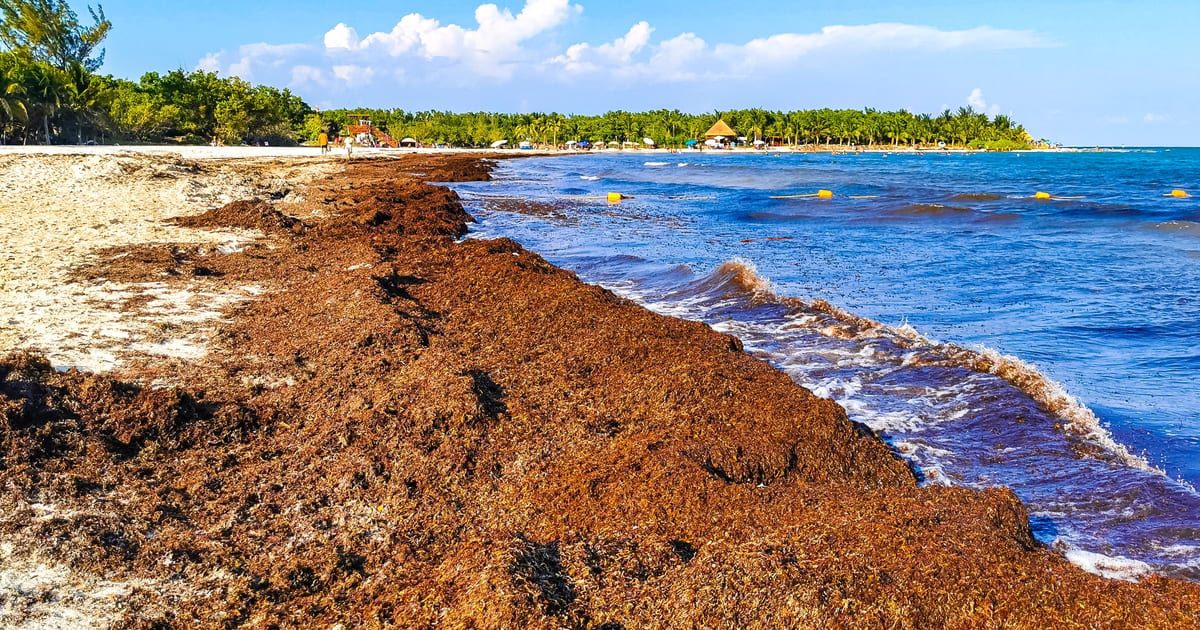 “Record-High Levels” of Sargassum Could Pile Up on Beaches… “Record-High Levels” of Sargassum Could Pile Up on Beaches…