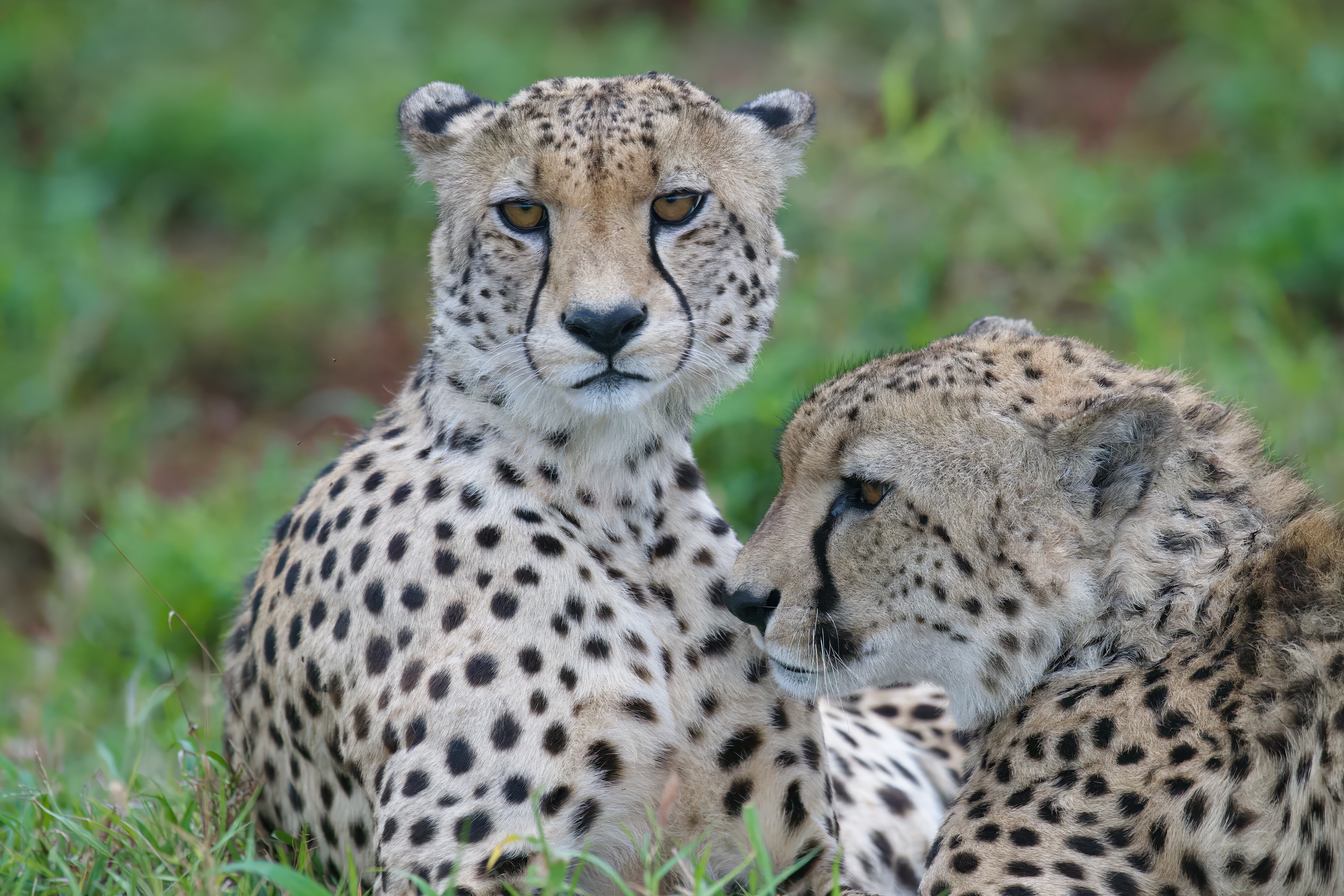 Cheetahs in South Africa's KwaZulu-Natal province