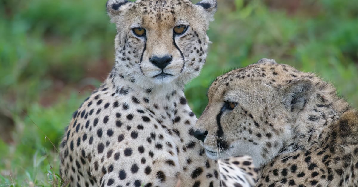 Coming in 2026: A New South Africa Safari Experience and… Coming in 2026: A New South Africa Safari Experience and…