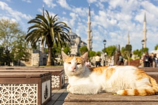 How to Commune with Street Cats When You Travel