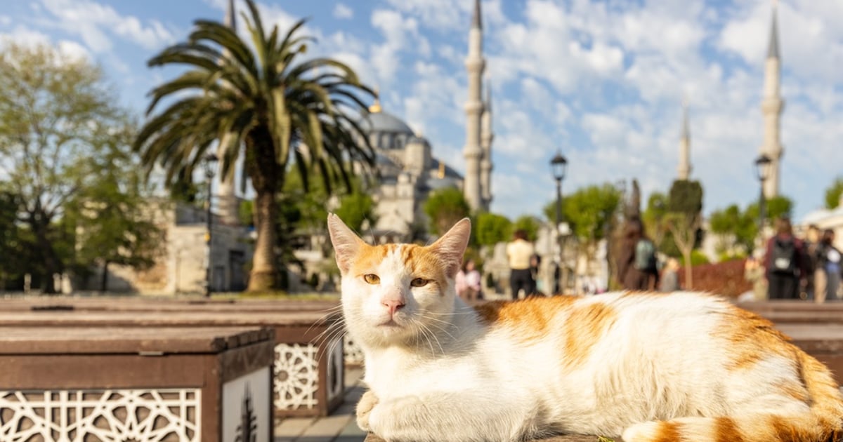 In Honor of International Cat Day: How To Commune with Street Cats…