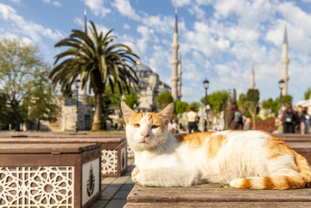 Street Cat in Istanbul