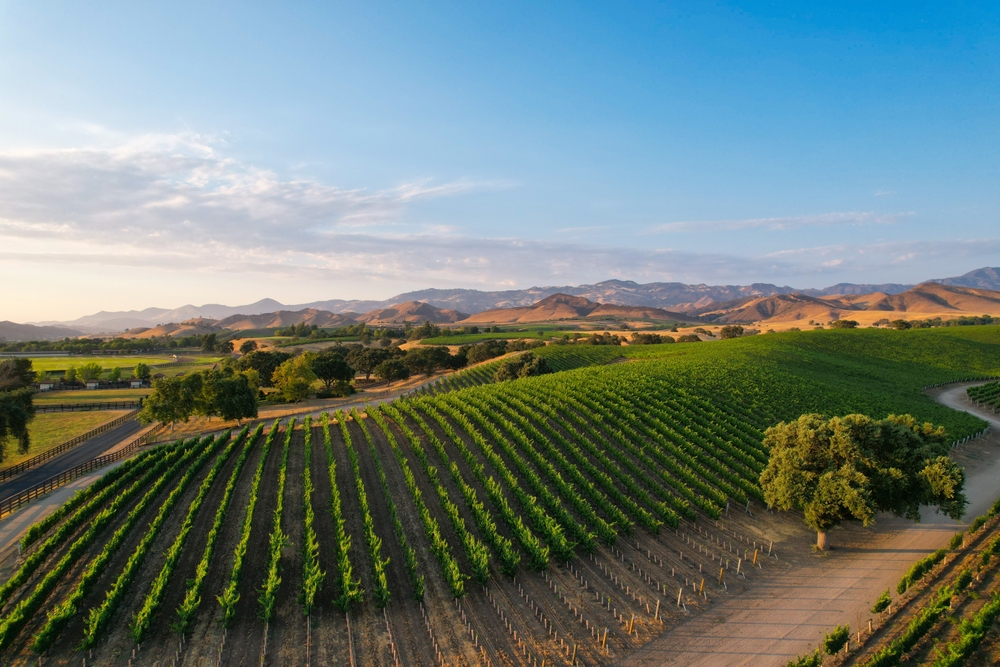 Vineyards, Santa Ynez Valley, California