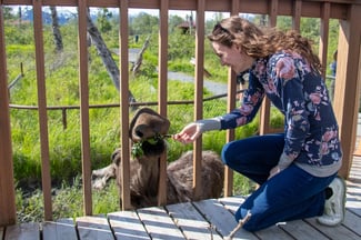 How to Make Sure You See Moose on an Alaska Cruise