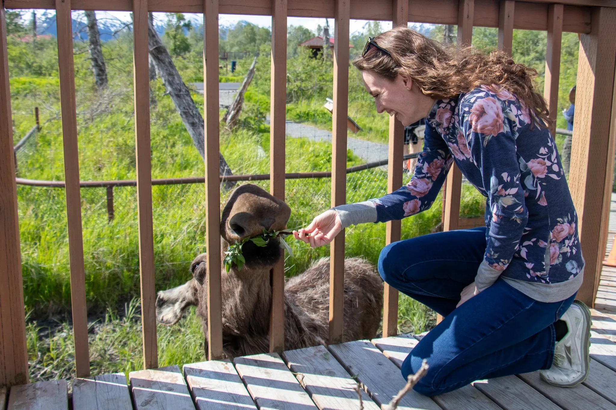How to Make Sure You See Moose on an Alaska Cruise