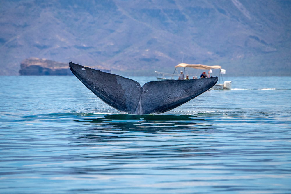 Loreto, Whale Watching, Mexico