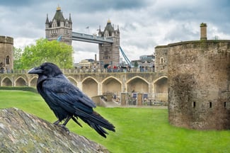 For the First Time, You Can Meet the Ghoulish Ravens at The Tower of London