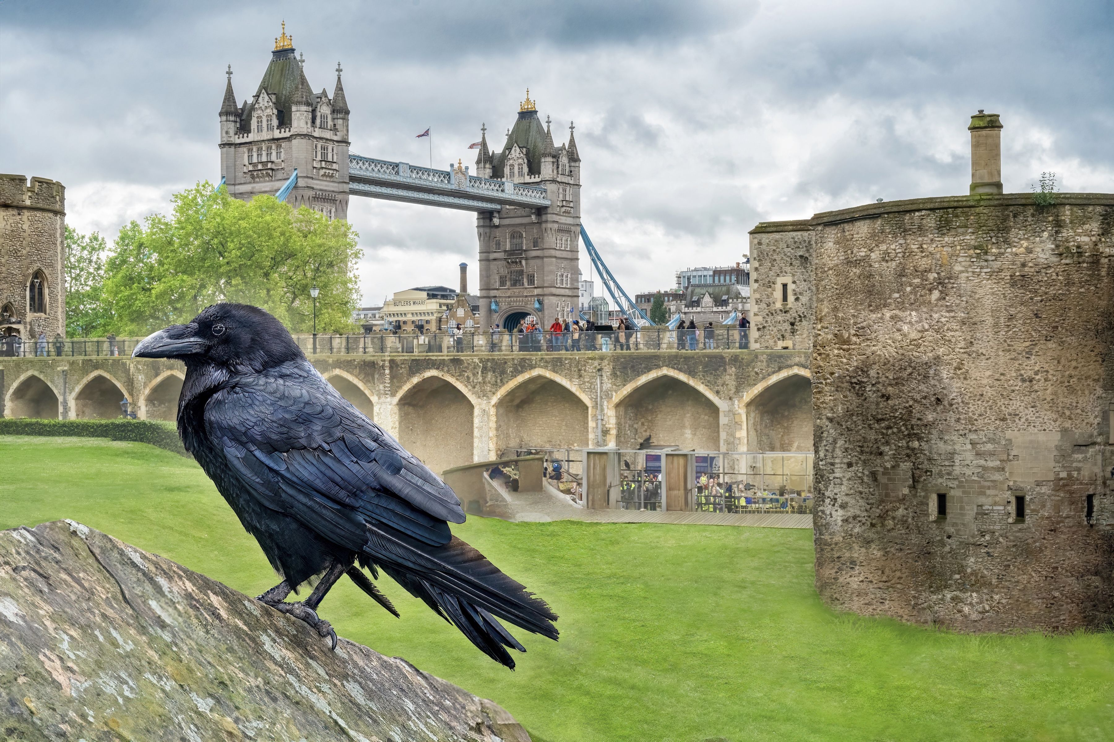 Tower of london raven