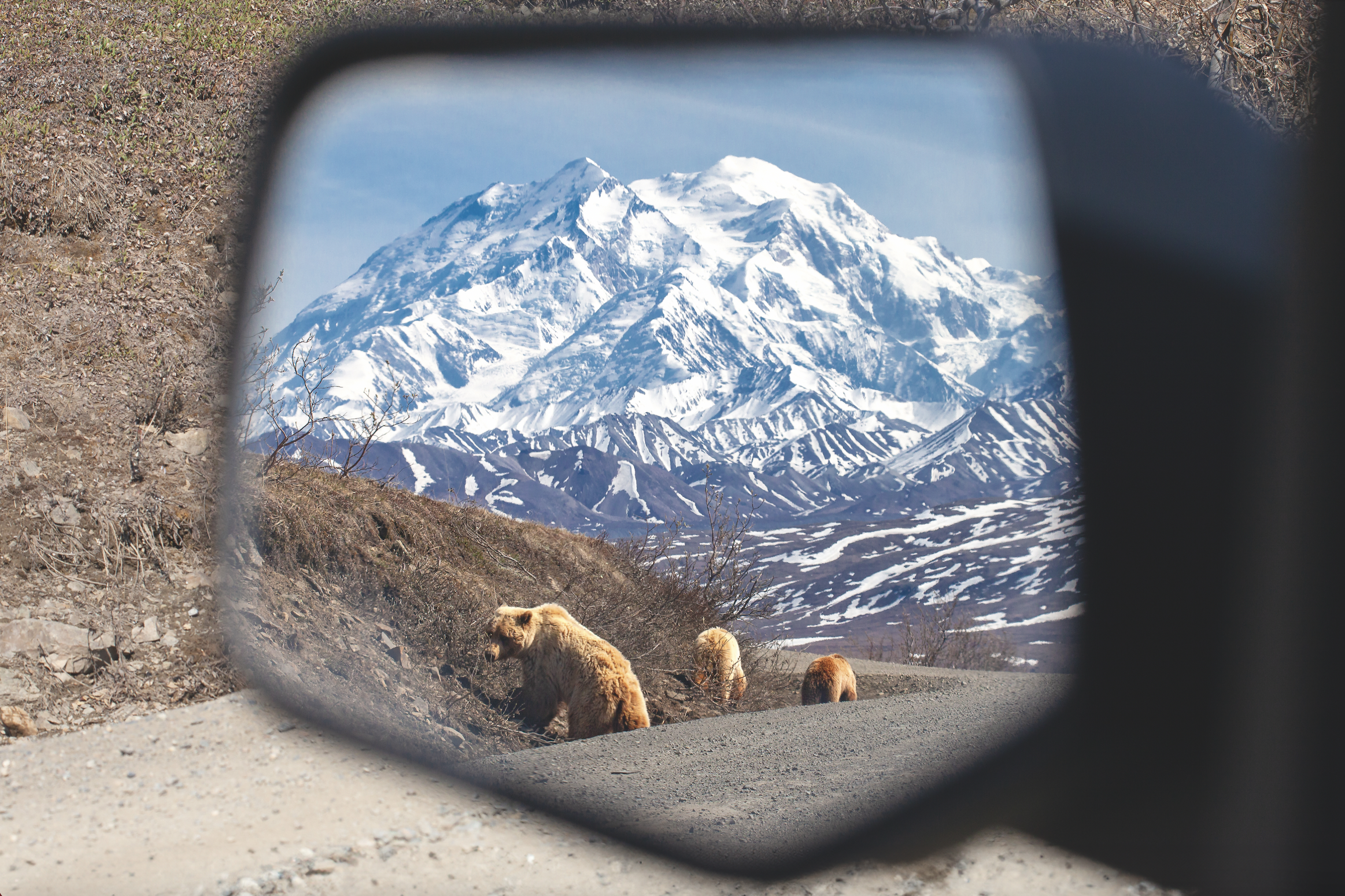 Grizzlies at Denali National Park and Preserve in Alaska