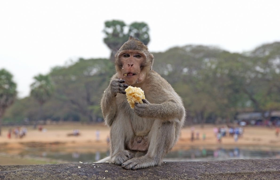 Macaque at Angkor Wat in Cambodia