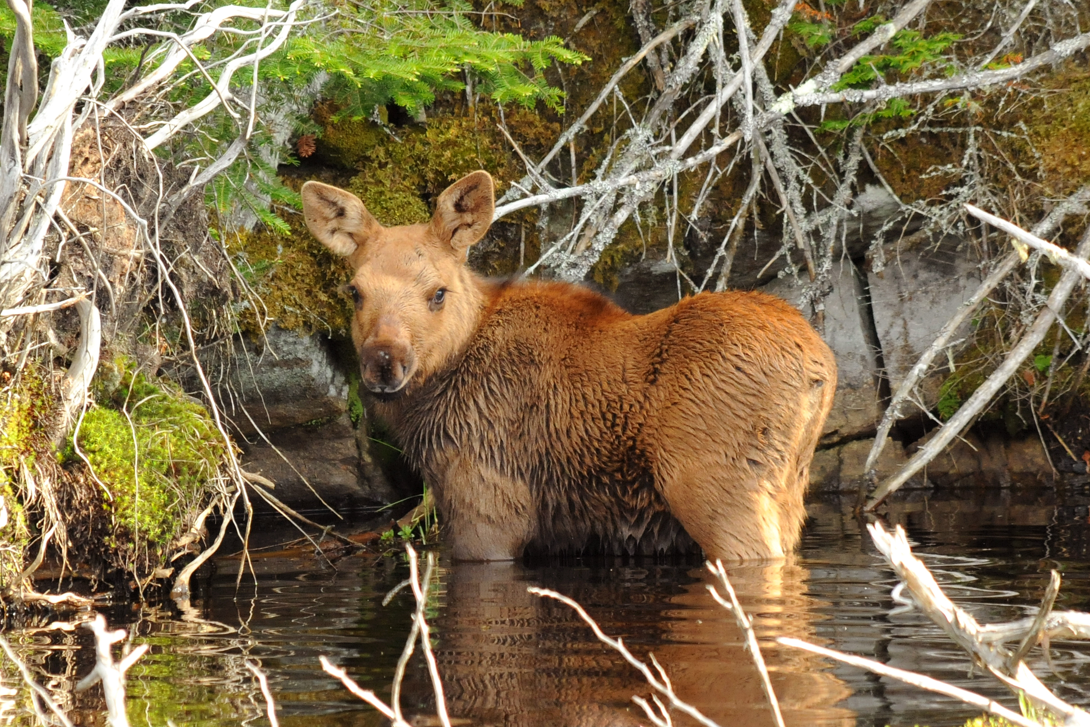 Moose calf in Minnesota