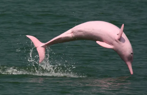 Spot pink dolphins
