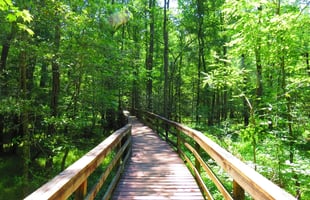 Congaree National Park, South Carolina